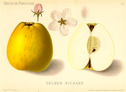 Deutsche Pomologie - Aepfel - 045