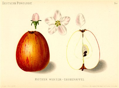Deutsche Pomologie - Aepfel - 049