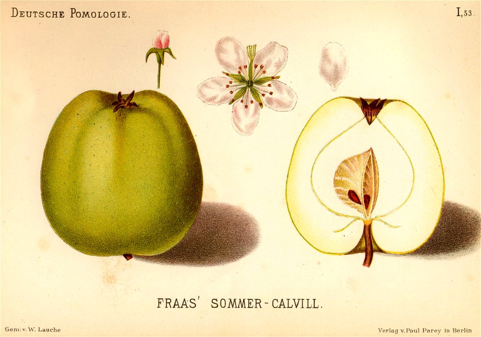 Deutsche Pomologie - Aepfel - 053