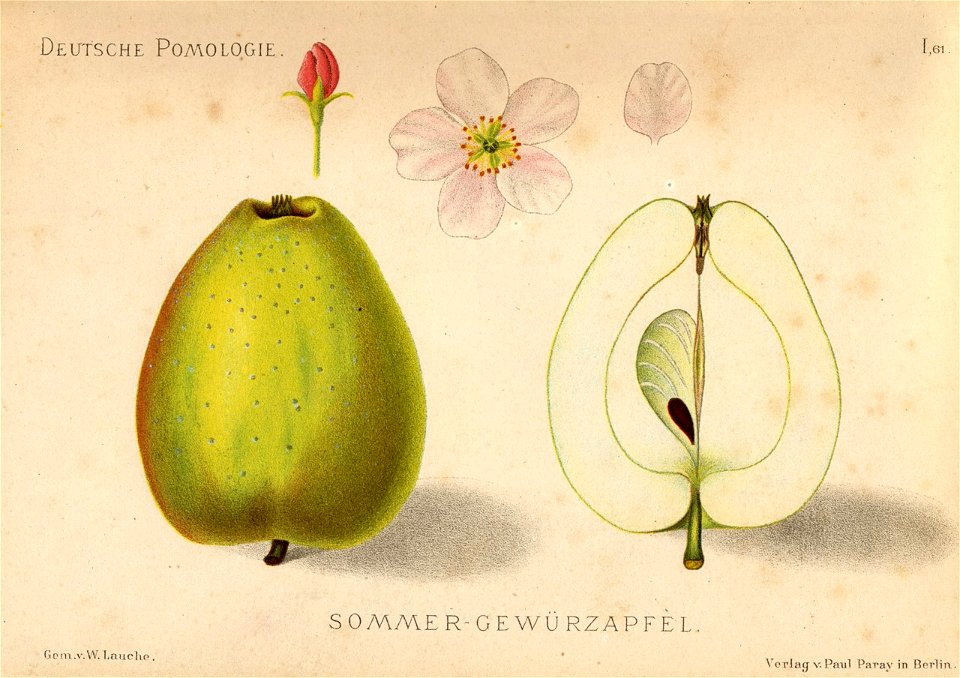Deutsche Pomologie - Aepfel - 061
