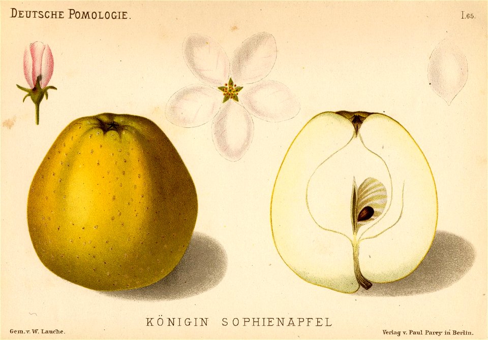 Deutsche Pomologie - Aepfel - 065