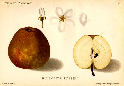 Deutsche Pomologie - Aepfel - 073