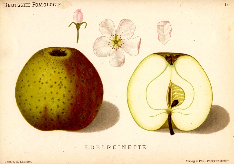 Deutsche Pomologie - Aepfel - 085