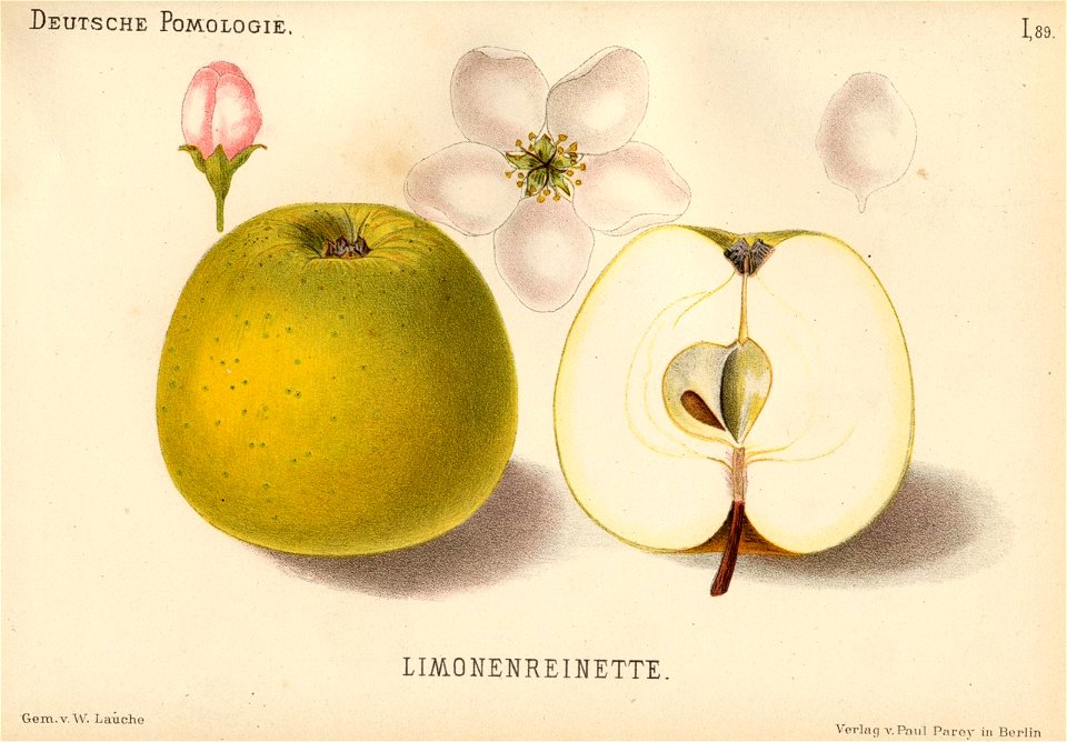 Deutsche Pomologie - Aepfel - 089