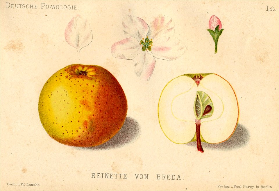 Deutsche Pomologie - Aepfel - 093
