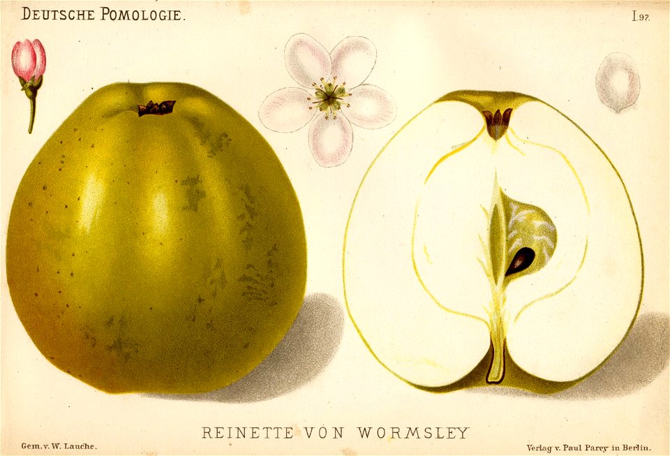 Deutsche Pomologie - Aepfel - 097