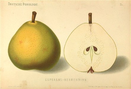 Deutsche Pomologie - Birnen - 028