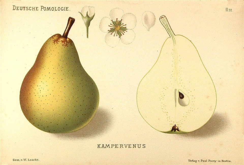 Deutsche Pomologie - Birnen - 032
