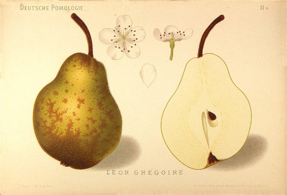 Deutsche Pomologie - Birnen - 036