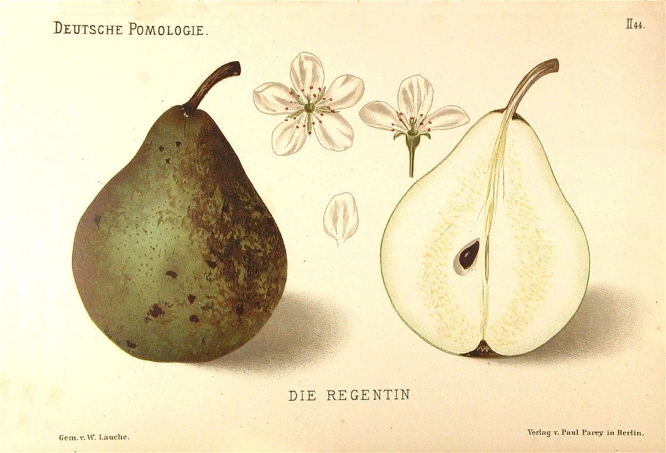 Deutsche Pomologie - Birnen - 044