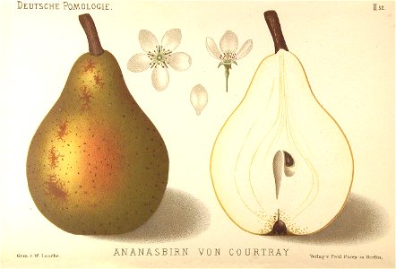Deutsche Pomologie - Birnen - 052
