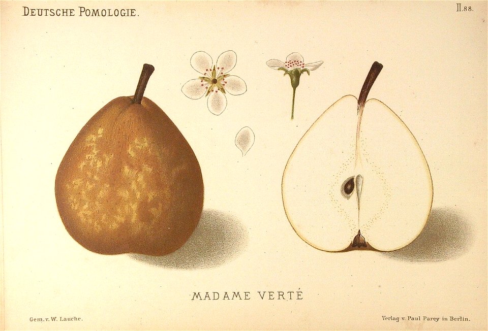 Deutsche Pomologie - Birnen - 088