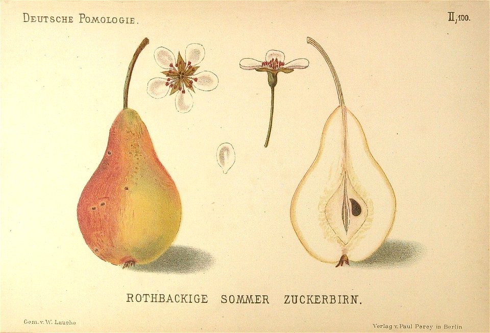 Deutsche Pomologie - Birnen - 100