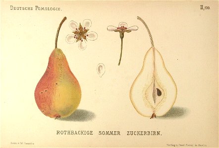 Deutsche Pomologie - Birnen - 100