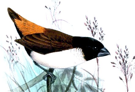 Donacicola spectabilis - Joseph Smit