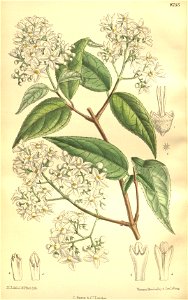 Deutzia setchuenensis 135-8255