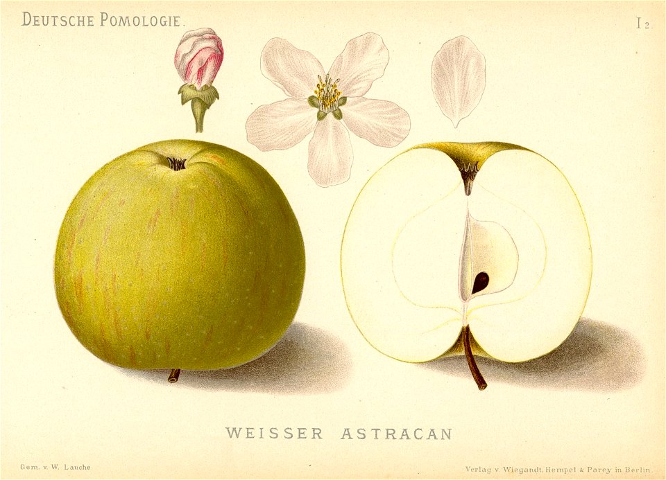 Deutsche Pomologie - Aepfel - 002