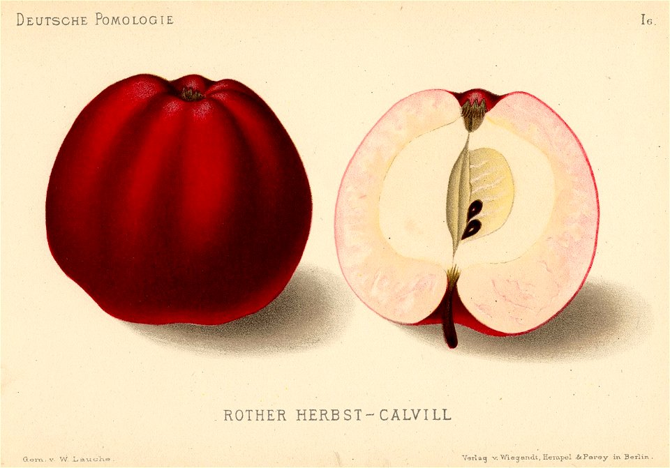 Deutsche Pomologie - Aepfel - 006