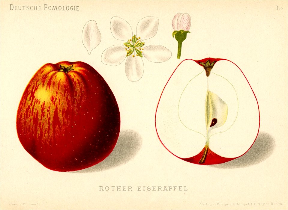 Deutsche Pomologie - Aepfel - 010