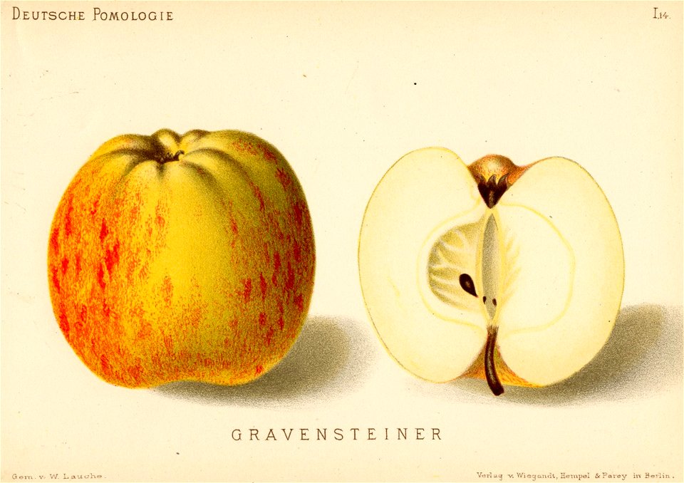 Deutsche Pomologie - Aepfel - 014