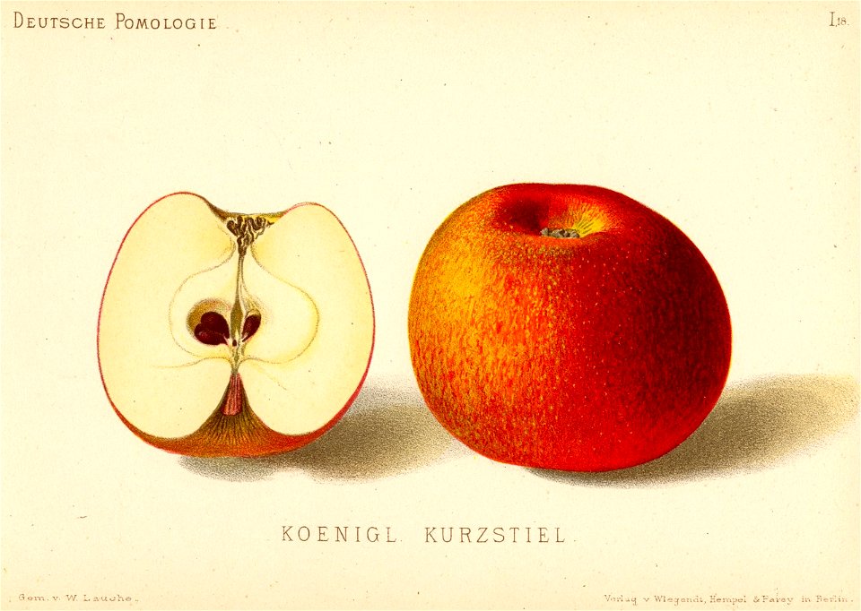 Deutsche Pomologie - Aepfel - 018