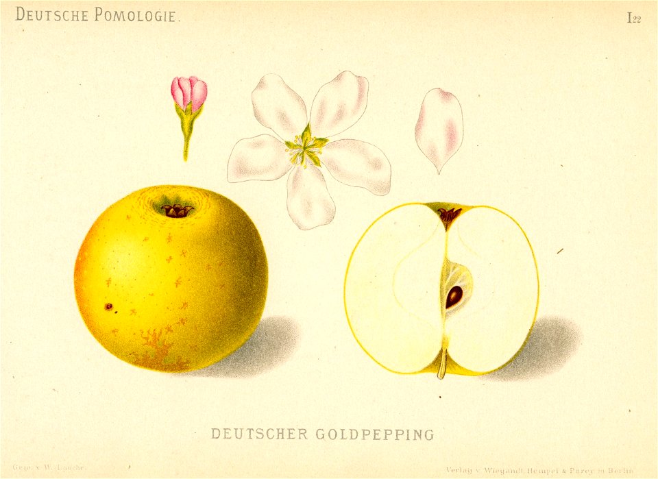 Deutsche Pomologie - Aepfel - 022