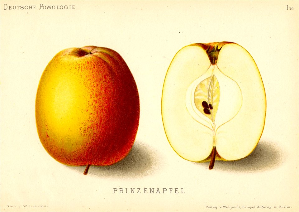 Deutsche Pomologie - Aepfel - 026