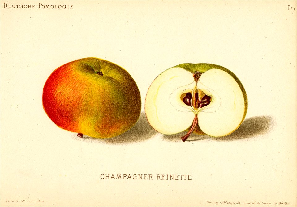 Deutsche Pomologie - Aepfel - 030