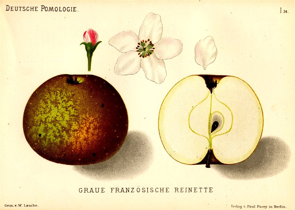 Deutsche Pomologie - Aepfel - 034