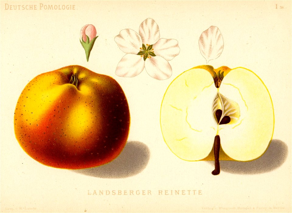 Deutsche Pomologie - Aepfel - 038