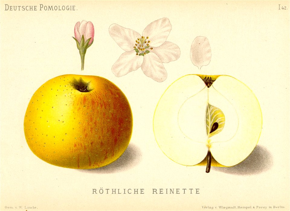 Deutsche Pomologie - Aepfel - 042