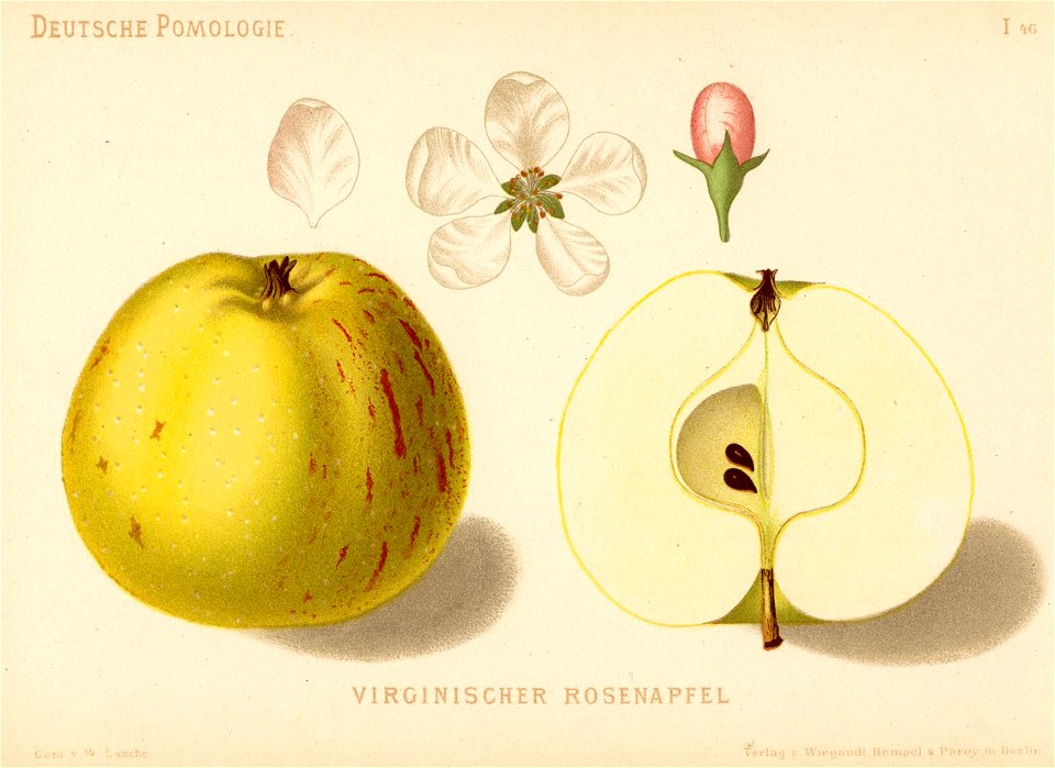Deutsche Pomologie - Aepfel - 046
