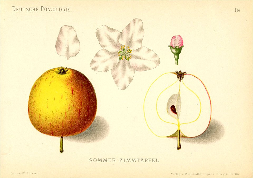 Deutsche Pomologie - Aepfel - 050