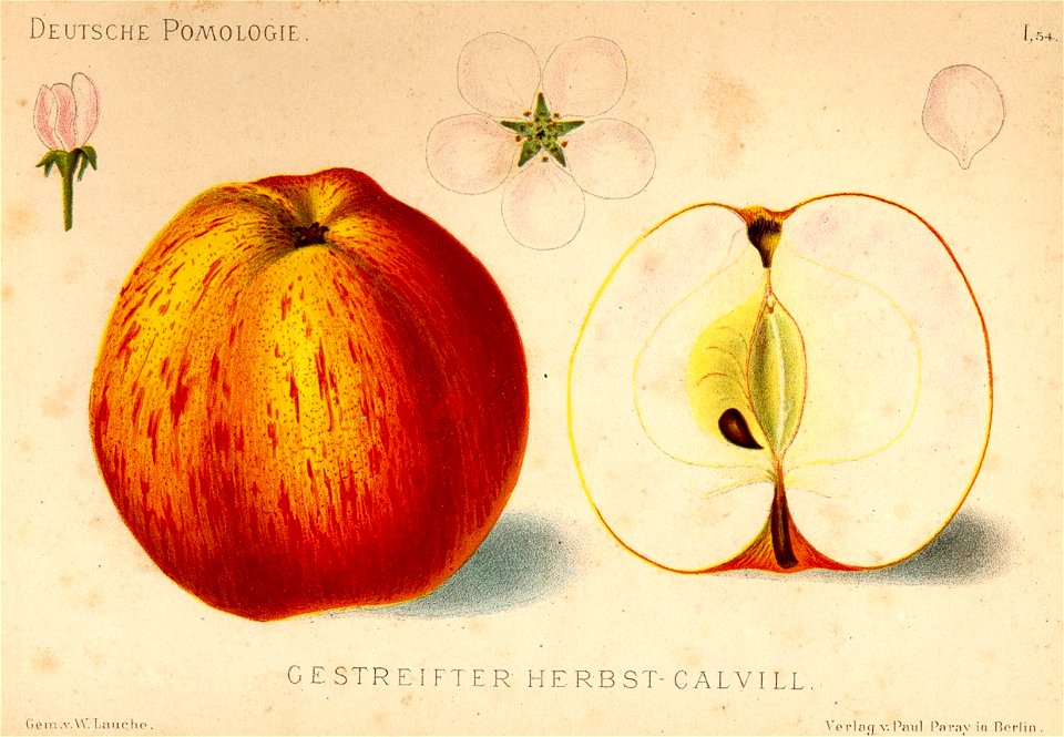 Deutsche Pomologie - Aepfel - 054