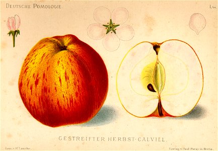 Deutsche Pomologie - Aepfel - 054