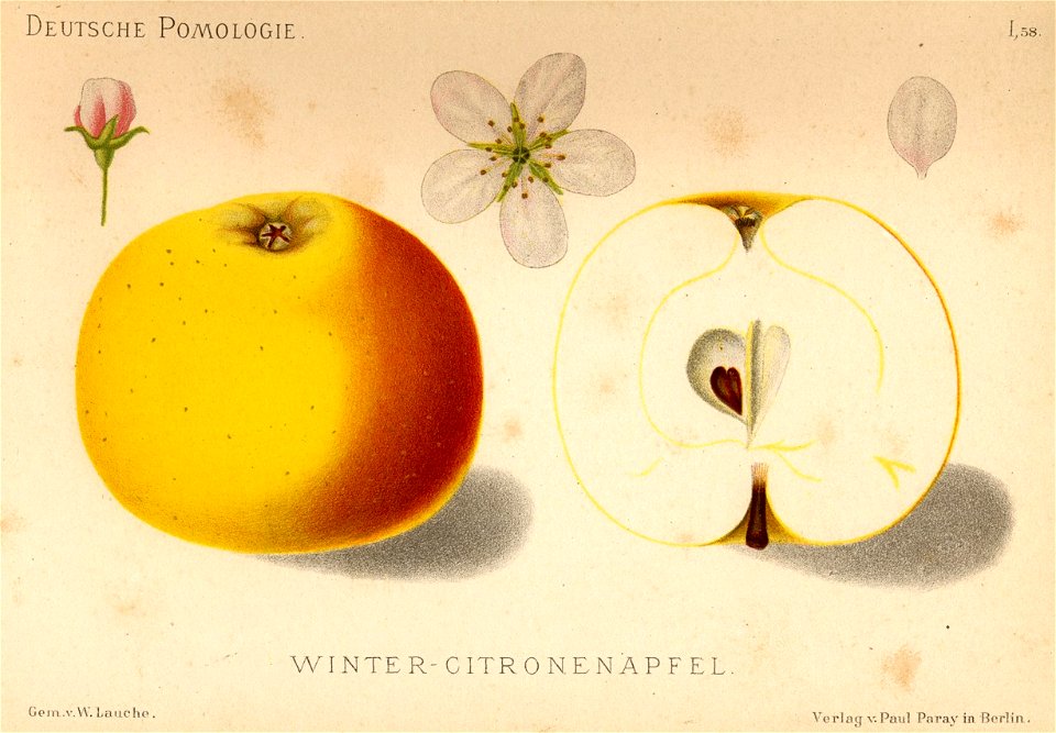 Deutsche Pomologie - Aepfel - 058