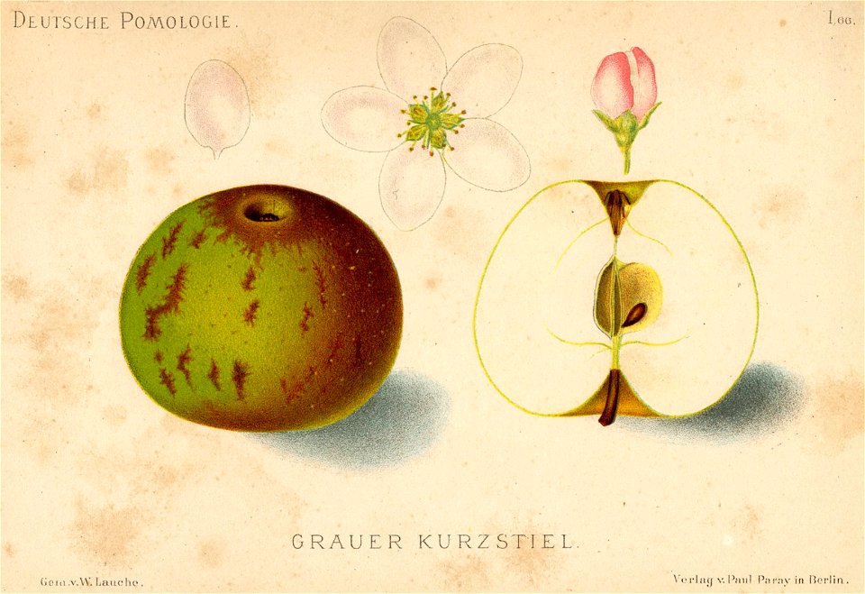 Deutsche Pomologie - Aepfel - 066