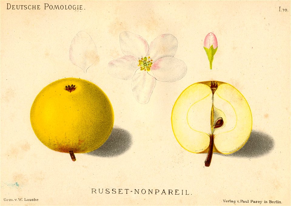 Deutsche Pomologie - Aepfel - 070
