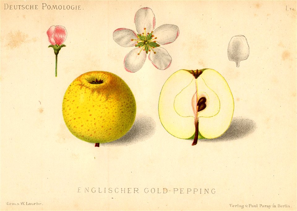 Deutsche Pomologie - Aepfel - 074