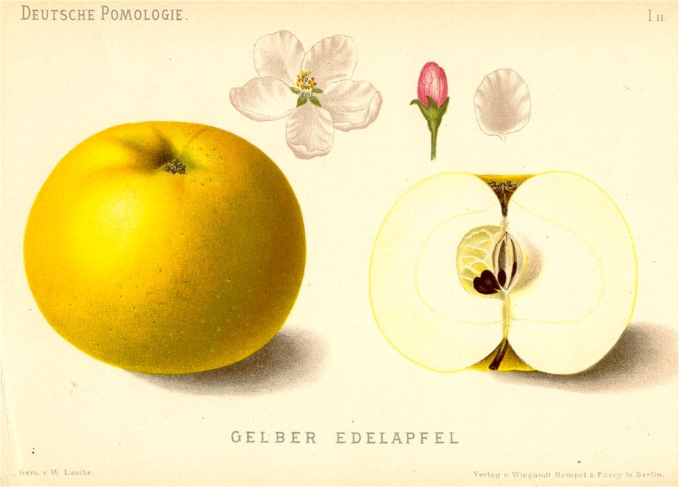 Deutsche Pomologie - Aepfel - 011