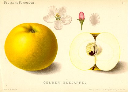 Deutsche Pomologie - Aepfel - 011