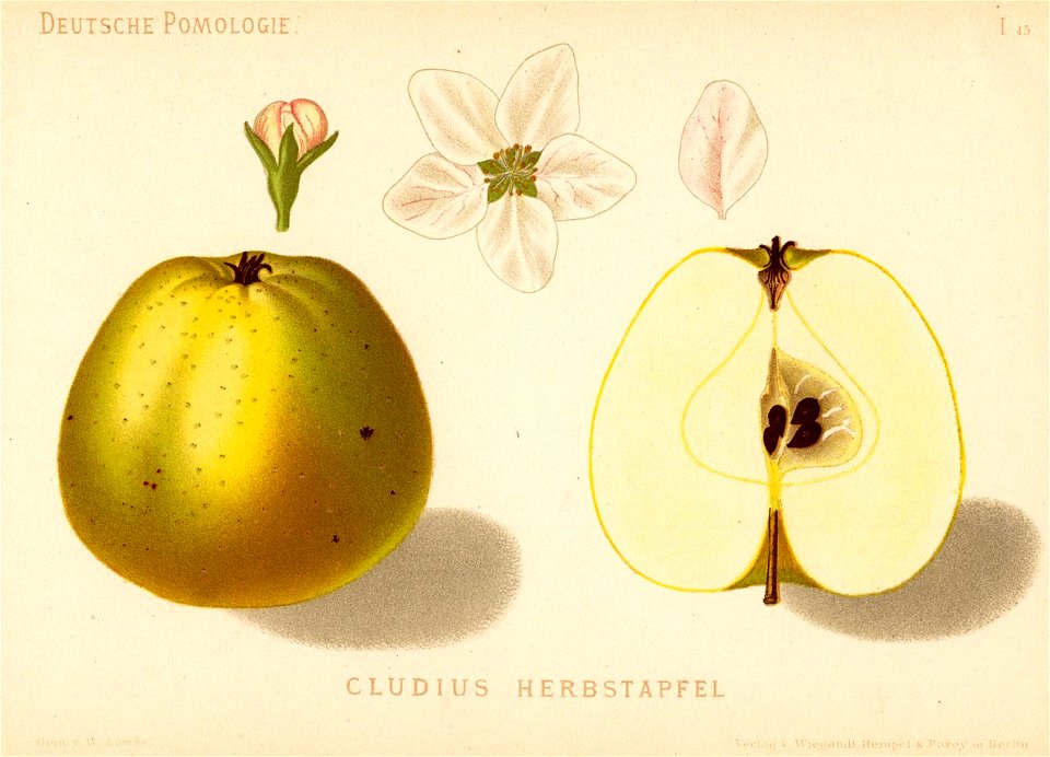 Deutsche Pomologie - Aepfel - 015