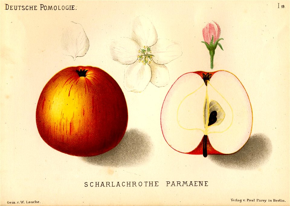 Deutsche Pomologie - Aepfel - 019