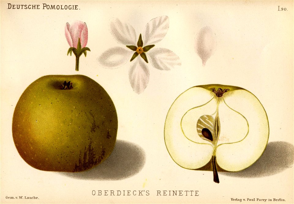 Deutsche Pomologie - Aepfel - 090