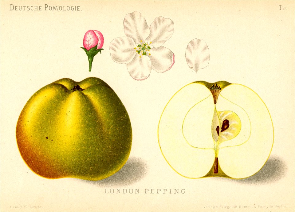 Deutsche Pomologie - Aepfel - 023