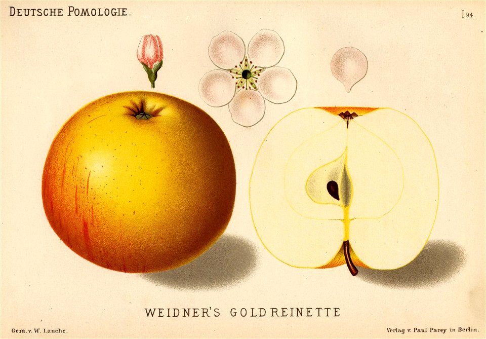 Deutsche Pomologie - Aepfel - 094