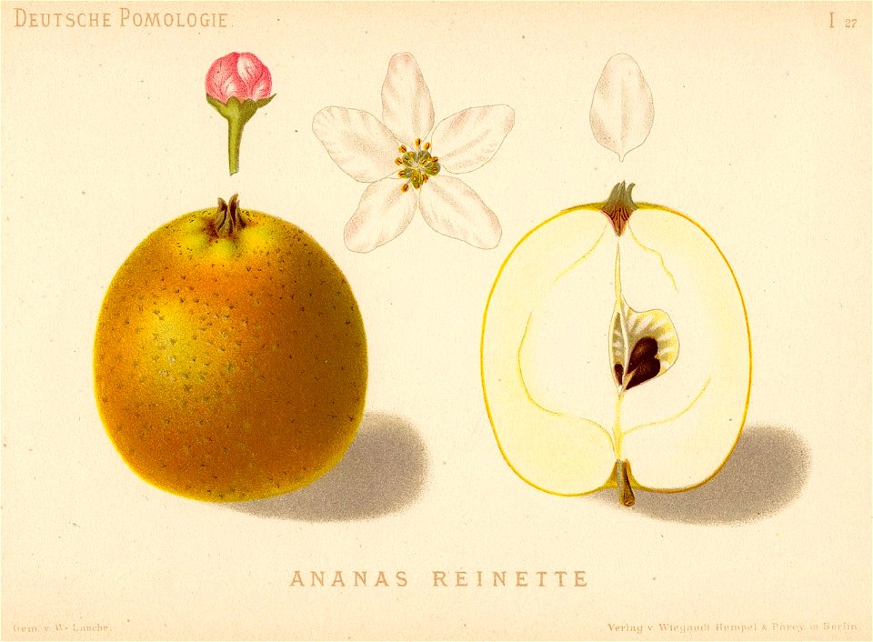 Deutsche Pomologie - Aepfel - 027