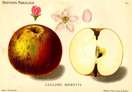 Deutsche Pomologie - Aepfel - 031