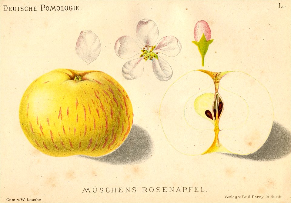 Deutsche Pomologie - Aepfel - 098