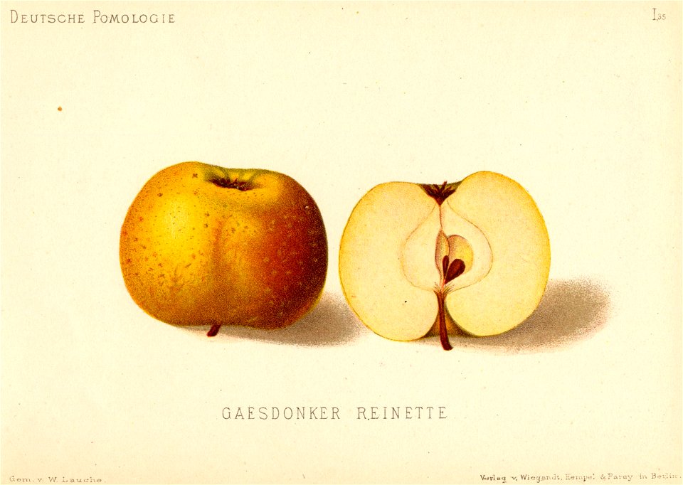 Deutsche Pomologie - Aepfel - 035